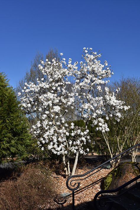 Click to view a full-size photo of Royal Star Magnolia (Magnolia stellata 'Royal Star') at Gertens Bark Landscaping, Royal Star Magnolia, Star Magnolia, Magnolia Stellata, Summer Planter, Low Maintenance Shrubs, Mulch Landscaping, Cherry Bark, Winter Planter