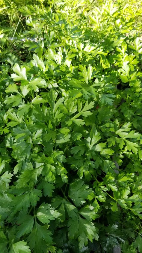 Italian Parsley Plant, Herb Kitchen, Parsley Plant, Italian Parsley, Nutritional Value, Cottage Garden, Secret Garden, Geography, Parsley