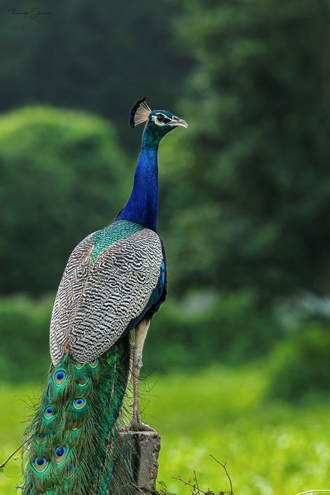 Indian Peafowl Indian Peafowl, Malayan Peacock Pheasant, Peacock Hd Images, Indian Peacock, Peacock In Rajasthan, Female Photographers, Animals