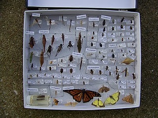 How to Make an Insect Collection... for those who don't already have one! So much fun! Insect Collection Display, Insect Collection Project, Entomology Decor, Bug Box, Insect Box, Insect Unit, Insects Preschool, Bug Collection, Nature Projects