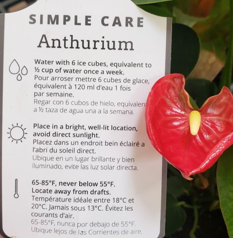 Anthirrinum Plant, How To Care For Anthurium Plant, Curb Appeal Plants, Anthurium Plant Care, Anthurium Andraeanum, Cool House Plants, Indore Plants, Anthurium Care, Garden Landscape Ideas