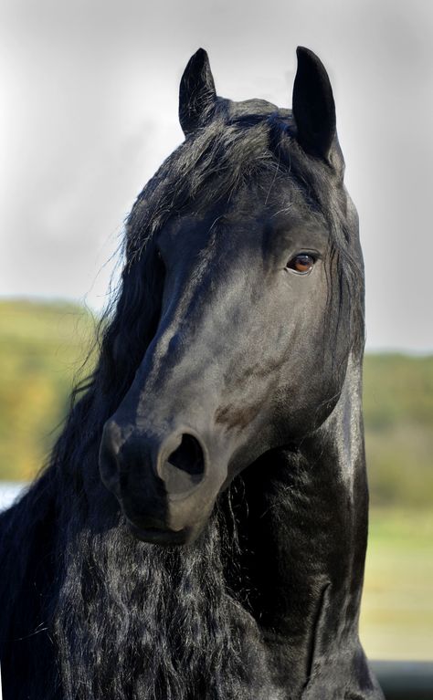 Pinnacle Friesians, Frederik the Great Ahal Teke, Horse Spirit, Friesian Stallion, Cai Sălbatici, Black Horses, Most Beautiful Horses, Friesian Horse, Majestic Horse, Horse Crazy