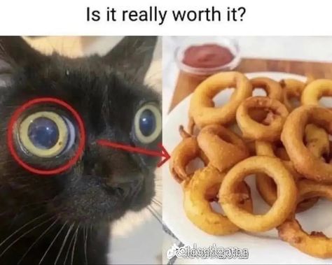 Is It Really Worth It, Is It Worth It, Cat Meme, Silly Cats Pictures, Silly Images, Cat Boarding, Silly Animals, Oui Oui, Silly Cats