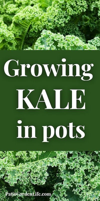 Planting Kale In Containers, Growing Kale In Containers, Planting Kale, Kale Companion Plants, Harvesting Kale, Kale Plant, Growing Kale, Types Of Cabbage, Potato Gardening