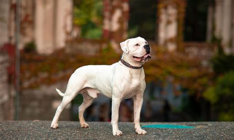 Blue American Bulldog, American Bulldog Puppies, American Bulldog Mix, Bull Terrier Puppy, Bulldog Breeds, Dog List, Bully Dog, Rare Breed, American Bulldog