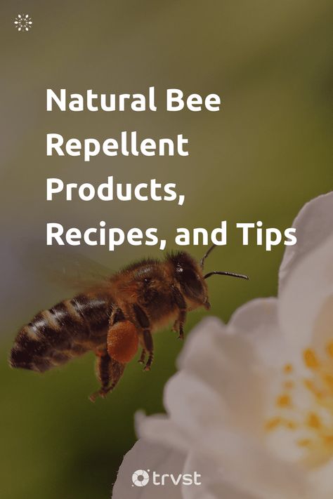 "Natural Bee Repellent Products, Recipes, and Tips"- While bees are a significant part of our ecosystem, not everyone wants them buzzing around their yard, garden, or home - especially if they are allergic to bee stings or have guests visit often. In this article, we have put together natural ways you can deter bees... #trvst #inspiration #ecofriendly #natural #bee #bees #honeybee #savethebees #environmentallyfriendly #biology #impact #beekeepers #honeybees Natural Bee Repellent, Bee Repellent, Getting Rid Of Bees, Ground Bees, Sweat Bees, Growing Marigolds, Bee Removal, Peppermint Plants, Peppermint Soap