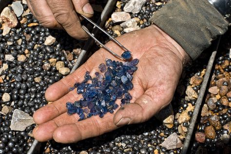 A handful of sapphires straight from the jig at the Roberts Yogo ... Identifying Rocks, Gem Hunting, Yogo Sapphire, Gem Hunt, Gold Panning, Rock Hunting, Montana Usa, Gem Mining, Geology Rocks