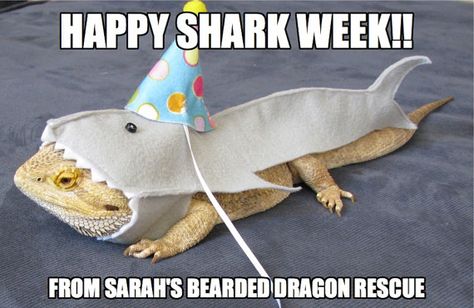 Shark Costume, Great White Shark, Great White, Bearded Dragon, Handmade Felt, Snakes, Felt, Halloween, Birthday