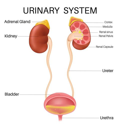 Anatomy of the inside Urinary System. Urinary System Project Model, Urinary System Project, Urinary System Anatomy, The Urinary System, Urinary System, Veterinary School, Adrenal Glands, Vector Banner, Kids Labels