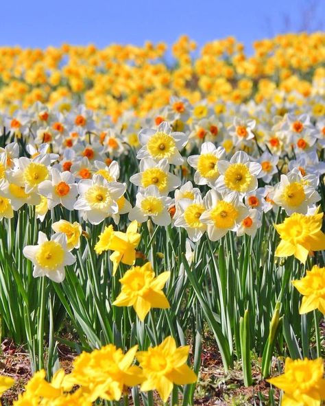 Narcissus Flower, Yellow Daffodils, Gorgeous Flowers, Flower Names, Outdoor Areas, Spring Garden, Color Of Life, Daffodils, Aesthetic Art