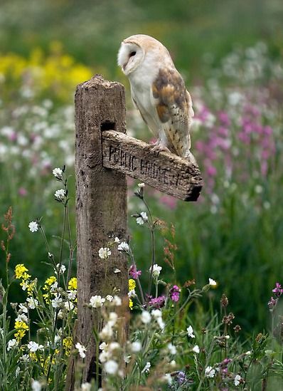 Springtime ༺ß༻ Beautiful Owl, Owl Bird, Pretty Birds, Barn Owl, Birds Of Prey, Bird Watching, Beautiful Creatures, Beautiful Birds, Animals Beautiful