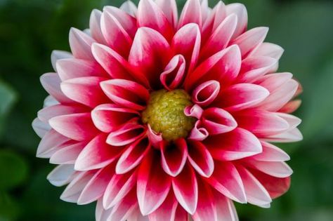 Flowers Pics, Mexican Doll, Pallets Garden, Home Decor Trends, Flower Pictures, Horticulture, Dahlia, Flower Garden, Beautiful Flowers