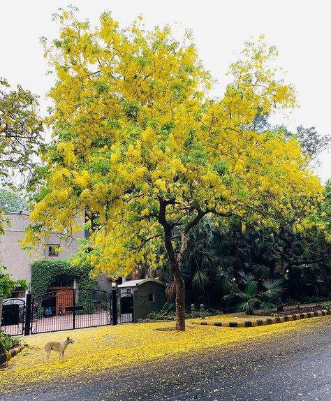 Amaltas Tree, Malay Architecture, Planting Plan, Tree Photography, Flowering Trees, Home Wallpaper, Autumn Trees, Ancient Times, Permaculture