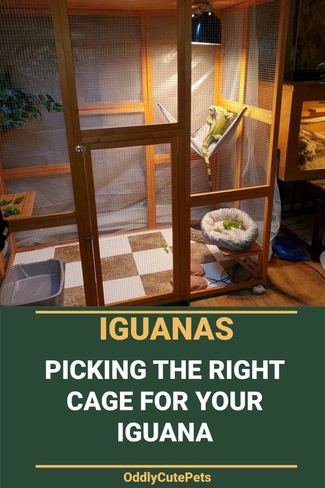 Iguana Room Ideas, Iguana Habitat Diy, Lizard Cage Ideas Reptile Enclosure, Iguana Cage Diy, Diy Iguana Enclosure Indoor, Green Iguana Enclosure, Iguana Terrarium Ideas, Iguana Enclosure Ideas, Tegu Enclosure Diy