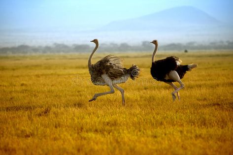 Two ostriches running on the plain of Amboseli. Kenya africa , #ad, #plain, #running, #ostriches, #africa, #Kenya #ad Ostrich Running, Amboseli National Park, African Antelope, African Wildlife, Wild Dogs, All Birds, Southern Africa, African Animals, African Safari