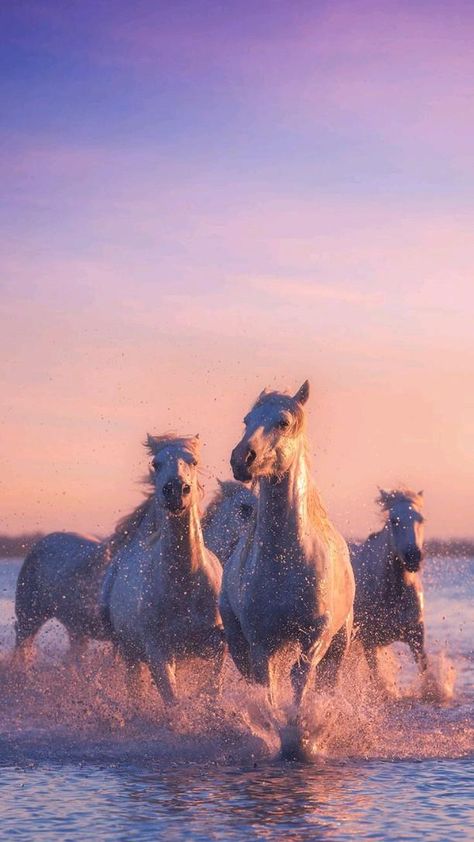 Beautiful Horses Photography, Horses Running, Cute Horse Pictures, Horse Wallpaper, Horse Aesthetic, Most Beautiful Horses, Baby Animals Pictures, Most Beautiful Animals, All The Pretty Horses