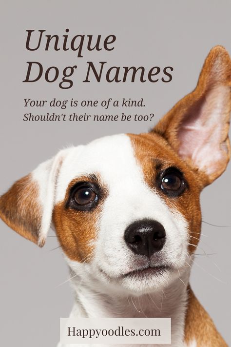 Finding the perfect name for your new dog can be a challenge. We know you want to pick a name for your puppy that is unique to them. You want a name that is easy to understand and one that fits your pup’s personality. To help you, we have gathered a list of over 300 unique dog names to choose from, plus tips on how to decide on the perfect name. (#Uniquedognames, #dognames, #newpuppynames, #naturedognames, #sciencedognames, #puppynames, #Uncommondognames, #Unusualdognames) Make Dog Names, Female Dog Names Unique List, Fun Dog Names, Food Names For Dogs, Different Dog Names, Unusual Dog Names, Creative Dog Names, Rare Dog Names, Puppy Names Unique