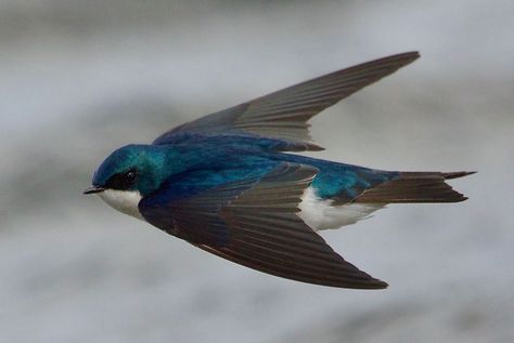 Swallow Bird Photography, Swallow Photo, Swallow Flying Photography, Bluebird Flying, Flight Photos, Sparrow Bird Photography, Photos Of Birds, Bird Flight, Tree Swallow