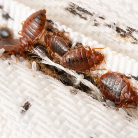 How to check for bedbugs: Signs to look for in your room, plus what a bite looks like — USA TODAY Signs Of Bed Bugs, Living In Arizona, Texas City, List Of Animals, Creepy Crawlies, My Clothes, Bed Bugs, Animals Of The World, Pest Control