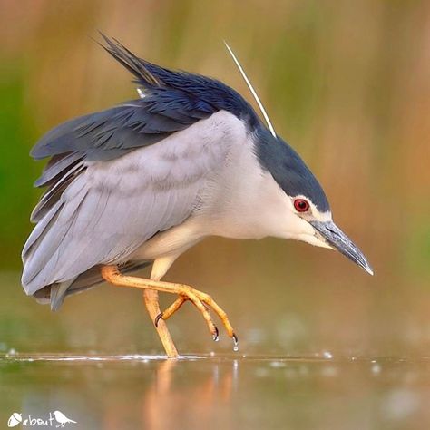 Black Crowned Night Heron, Night Heron, Bird Images, Coastal Birds, Water Birds, Quality Photography, Animal Study, Life List, Black Crown