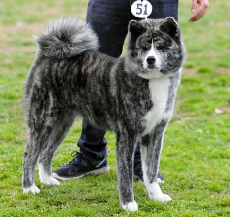 Akita Inu Brindle Akita, Japanese Dog Breeds, Spitz Breeds, Japanese Akita, German Spitz, Ray Ban Sunglasses Sale, Akita Inu, Japanese Dogs, Akita Dog