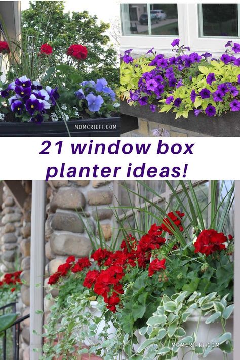 DIY window box plantings that you can easily replicate. Beautiful plants and names are included for each planter box. Seasonal ideas including Christmas! Window Box Geraniums, Geranium Window Box Ideas, Windowbox Planter Ideas Summer, Outdoor Planter Box Ideas Plants, Full Sun Window Boxes Flowers, Geraniums In Window Boxes, Best Plants For Planter Boxes, Low Maintenance Window Box Plants, Window Planter Ideas