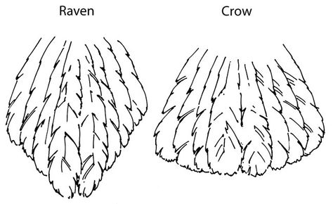 Raven Facts, Raven Tail, Common Raven, Crow Feather, American Crow, Quoth The Raven, Raven Bird, Raven Tattoo, Raven Art