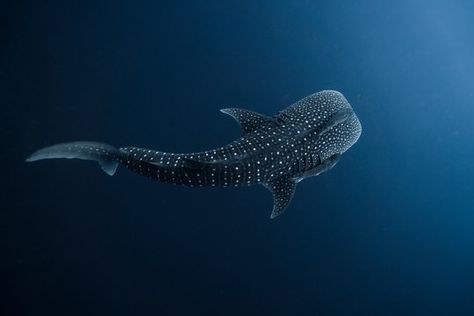 Shark Top View, Whale Shark Tattoo, Top Down View, Animal Reference, Shark Tattoos, Whale Shark, Top Down, Top View, Matcha