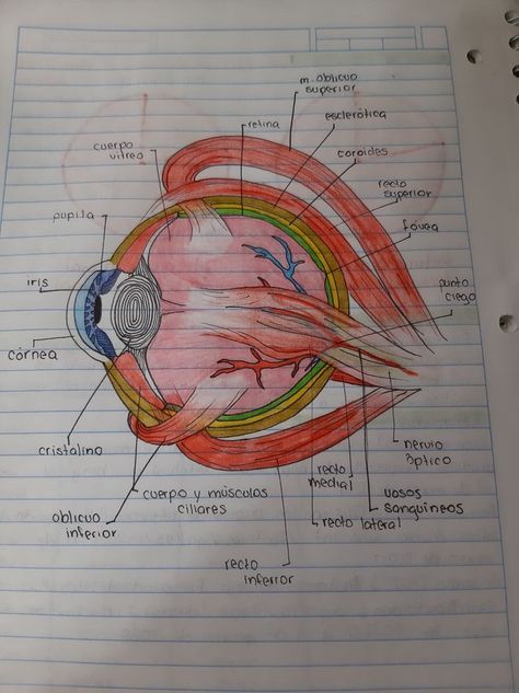 Biology Drawing, Neet Notes, Science Diagrams, Biology Projects, Vet Nurse, Eye Anatomy, Biology Lessons, Medical School Motivation, Biology Notes