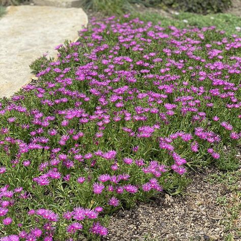 Underground Storm Shelters, Midwest Garden, Delosperma Cooperi, Flower Garden Plans, Spring Planting, Ice Plant, Garden Equipment, Spring Plants, Green Life