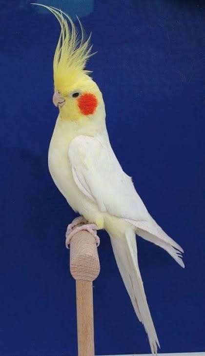 Pet Cockatoo, Cockatiel Bird, Bird Watercolor Art, Bird Breeds, Budgies Bird, Parrot Pet, Finches Bird, Bird Carving, Australian Birds