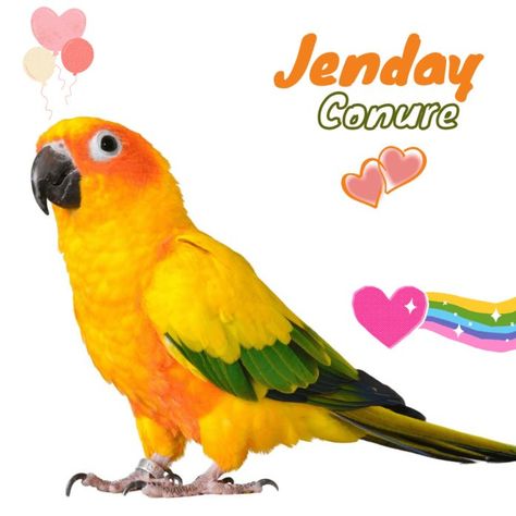 Jenday Conure, Habitat, Parrot, Birds, Green, Animals, Quick Saves