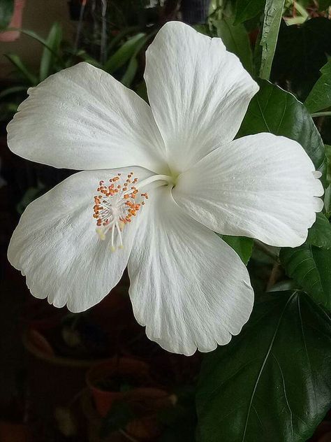 White Hibiscus Flower Aesthetic, Hibiscus In Hair, Hibiscus Flower White, White Tropical Flowers, White Hibiscus Flower, Coconut Flower, Rose Flower Photos, Dainty Flowers, White Hibiscus