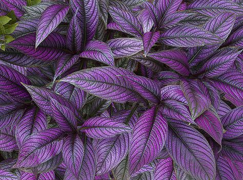 Strobilanthes auriculatus var. dyeriana Persian Shield Plant, Persian Shield, Shade Tolerant Plants, Violet Leaves, Shade Garden Plants, Shade Flowers, Shade Perennials, Ornamental Plants, Shade Plants