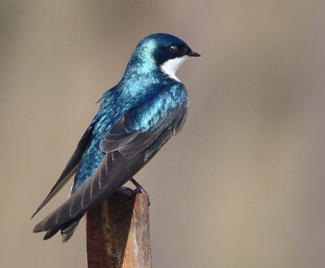 Rainbow Birds, Tree Swallow, Blue Swallow, Bird Identification, Swallow Bird, Kinds Of Birds, Owl Bird, Blue Tree, Bird Drawings