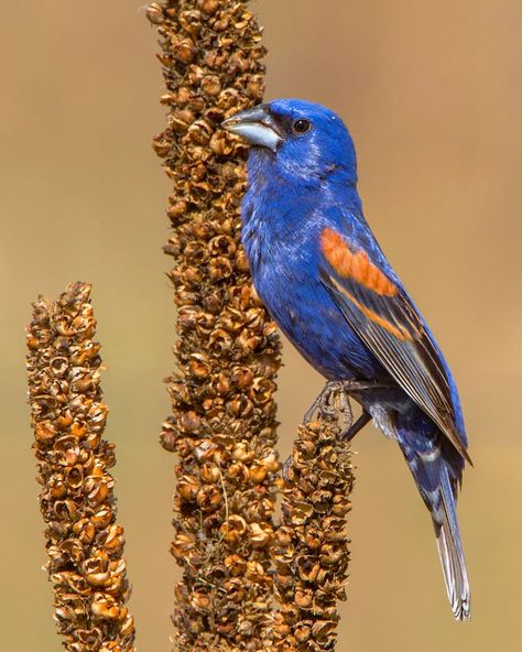 Southern States, Eastern Bluebird, Rice Fields, Orange Bird, The Blue Sky, Blue Birds, Black Wings, Photography Awards, Field Guide