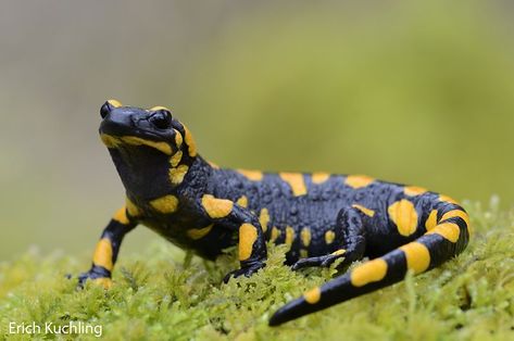 Fire Salamander, Tiger Salamander, Amazing Frog, Creature Feature, Reptiles And Amphibians, Newt, Zoology, Lizards, Animals Of The World