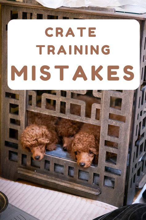 Discover the biggest mistakes of crate training a puppy or an adult dog, including common errors in crate training routines, positive reinforcement tips, and solutions to avoid crate training problems, ensuring a comfortable and effective crate training experience for your pet. Dog Crate Training Schedule, How To Crate Train An Older Dog, Puppy Set Up Ideas Dog Crates, How To Crate Train A Puppy, Puppy Crate Setup, Kennel Training A Puppy, Crate Training Schedule, Crate Training Puppy Schedule, Puppy Schedule