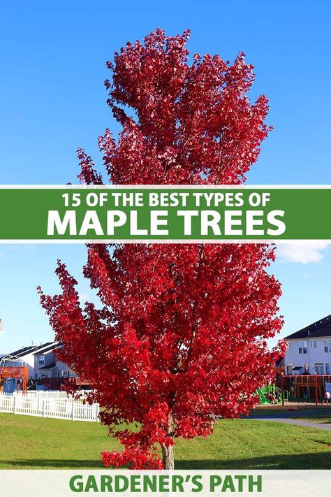 Amur Maple Tree Landscaping, Apollo Maple Tree, Best Maple Trees For Front Yard, Red Point Maple Tree, Columnar Maple Tree, Amur Maple Tree, Crimson Maple Tree, Brandy Wine Maple Tree, Red Rocket Maple Tree