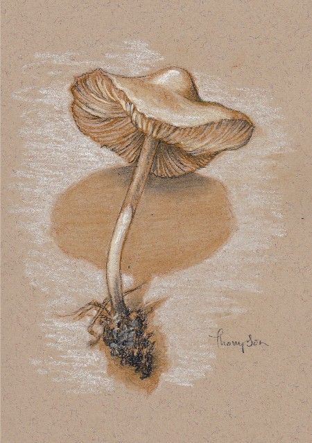 mushroom drawings pencil | Mushroom Study #2 , pencils and pastel on paper, 7 x 5", by Tracie ... Mushroom Drawing Pencil, Diy Mushrooms, Mushroom Drawings, Massage Art, Pastel Nature, Sepia Art, Natural Form Art, Mushroom Drawing, Toned Paper