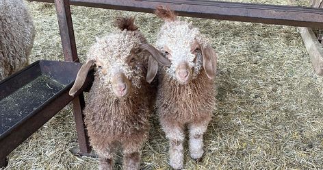 Angora Goats: Why Every Herd Needs a Daisy! Angora Goat, Angora Goats, Dairy Goats, King Of The Hill, Kids Fleece, Pigs, Llama, Goats, Sheep