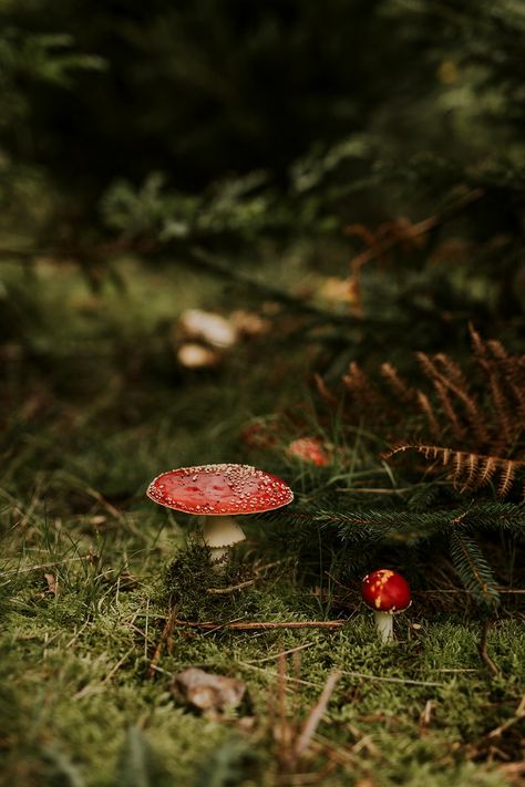 Palette Aesthetic, Red And White Mushroom, Mushroom Christmas, Aesthetic Landscape, Autumn Witch, White Mushroom, Amanita Muscaria, Christmas Forest, Red Mushroom