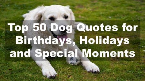 Explore 50 heartwarming dog quotes for birthdays, holidays, and special moments, celebrating the joy and love dogs bring to our lives. Dog Birthday Quotes, 50th Quote, Old Dog, Dog Ages, Pet Blog, Loyal Dogs, Pet Life, Old Dogs, Dog Birthday