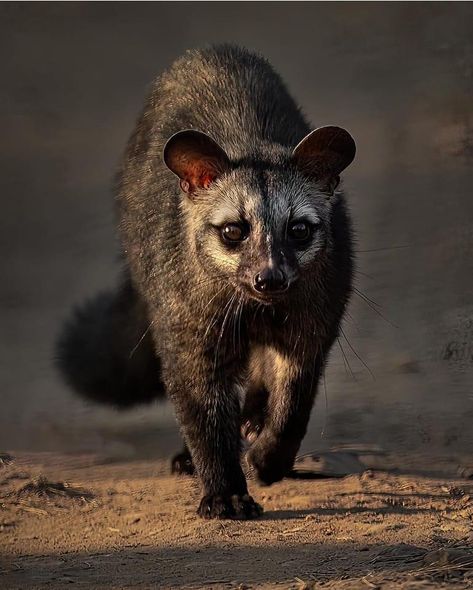 Asian Palm Civet, Tropical Forests, Wildlife Biologist, Different Species, Tropical Animals, Unusual Animals, Forest Creatures, Pretty Animals, Tropical Forest