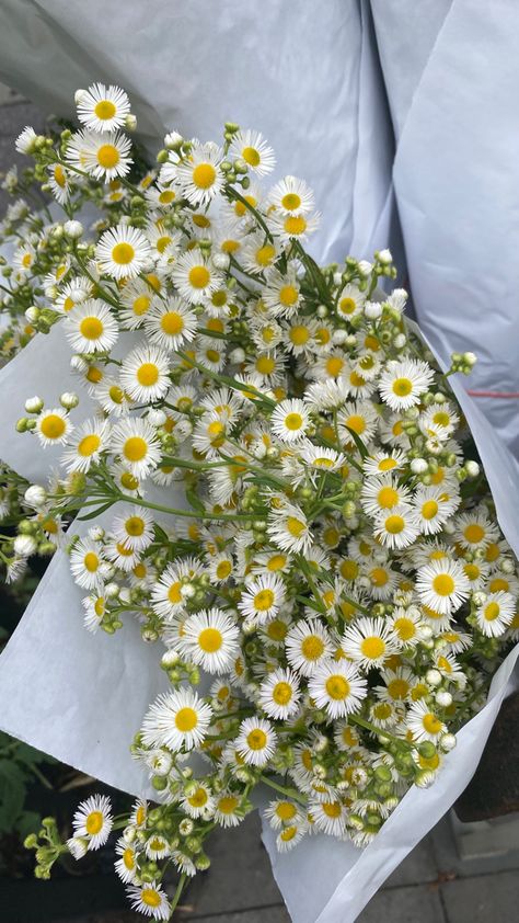 Aster Bouquet, Daisy, Plants, Flowers, Quick Saves