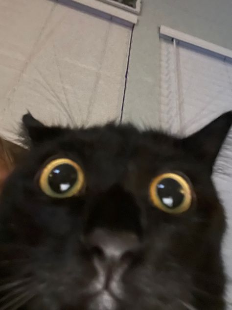 Black Cat Reaction Pictures, Silly Black Cat, Black Cat Funny, 0.5 Cats, Funny Black Cat, Funny Looking Cats, Cute Cats Photos, Cute Black Cats, Silly Cats Pictures