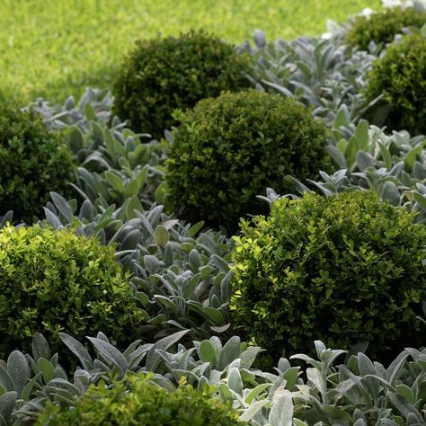 Japanese Buxus, Buxus Garden Ideas, Buxus Balls, Box Balls, Buxus Microphylla, Lambs Ears, Boulder Garden, Sydney Gardens, Stachys Byzantina