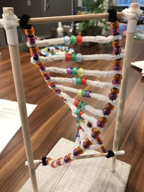 9th Grade DNA Model Polypeptide Synthesis Model, Dna Model Project High Schools, Dna Model Project, Bio Project, Dna Facts, Science Art Projects, Dna Project, Dna Replication, Middle School Lesson Plans