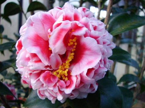 This romantic evergreen shrub and Southern favorite does well in partial shade. Garden Shrubs Evergreen, Yuletide Camellia, Camellia Plant, Shade Shrubs, Hgtv Garden, Jasmine Plant, Acid Loving Plants, Camellia Japonica, Southern Garden