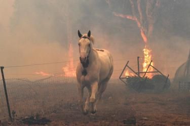 Latest photos of the devastating Australian bushfires - BBC News Batemans Bay, University Of Sydney, Kangaroo Island, Australian Bush, Wild Fire, Mataram, Climate Crisis, Satellite Image, Papa Francisco